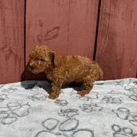 Milo, a male Poodle - Toy  for sale in Hollywood, FL – Photo 4 of 5