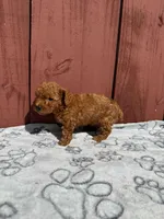 Milo, a male Poodle - Toy  for sale in Hollywood, FL – Photo 4 of 5