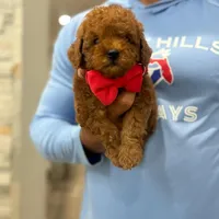 Milo, a male Poodle - Toy  for sale in Hollywood, FL – Photo 1 of 5