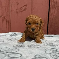 Milo, a male Poodle - Toy  for sale in Hollywood, FL – Photo 2 of 5