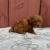 Milo, a male Poodle - Toy  for sale in Hollywood, FL – Photo 3 of 5