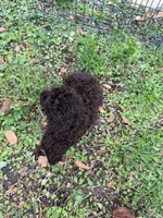 Mulata , a female Poodle - Miniature  for sale in Palm Bay, FL – 2 of 4