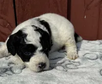 Luna , a female Goldendoodle for sale in Hollywood, FL – Photo 1 of 5