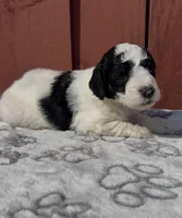 Luna , a female Goldendoodle for sale in Hollywood, FL – Photo 5 of 5