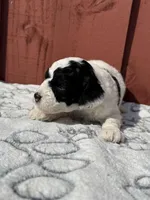 Luna , a female Goldendoodle for sale in Hollywood, FL – Photo 3 of 5