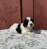 Luna , a female Goldendoodle for sale in Hollywood, FL – Photo 4 of 5