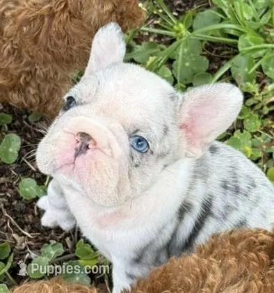 Blue – French Bulldog puppy for sale in Hollywood, FL