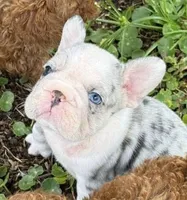 Blue, a male French Bulldog for sale in Hollywood, FL – 1 of 6