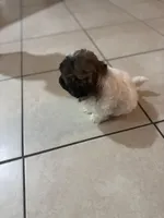 Bolo , a male Shih Tzu for sale in Hollywood, FL – Photo 4 of 4