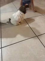 Bolo , a male Shih Tzu for sale in Hollywood, FL – Photo 3 of 4