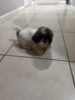 Bolo , a male Shih Tzu for sale in Hollywood, FL – Photo 2 of 4