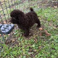 Mulata , a female Poodle - Miniature  for sale in Palm Bay, FL – 3 of 4