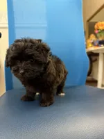 Kiko, a male Maltipoo for sale in Auburn, WA – 5 of 5