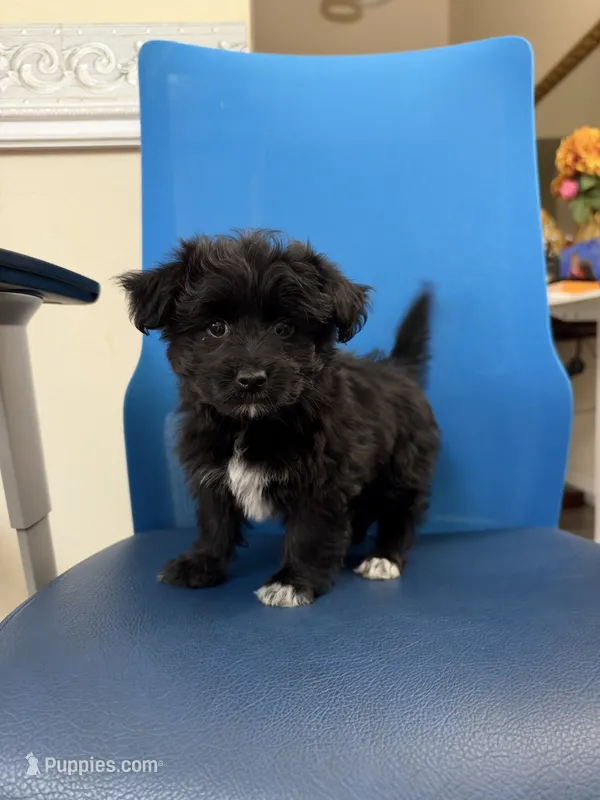 Toby – Maltipoo puppy for sale in Auburn, WA