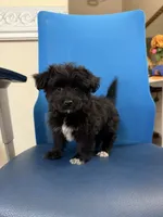 Toby, a female Maltipoo for sale in Auburn, WA – 1 of 4