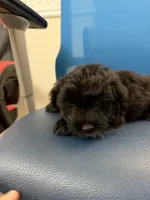 Kiko, a male Maltipoo for sale in Auburn, WA – 4 of 5
