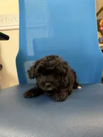 Kiko, a male Maltipoo for sale in Auburn, WA – 2 of 5