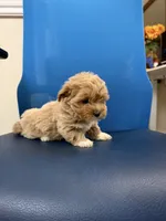 Brownie, a female Maltipoo for sale in Auburn, WA – 1 of 4