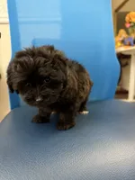 Kiko, a male Maltipoo for sale in Auburn, WA – 3 of 5