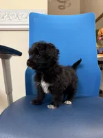 Toby, a female Maltipoo for sale in Auburn, WA – 2 of 4