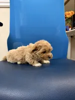 Brownie, a female Maltipoo for sale in Auburn, WA – 3 of 4