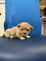 Brownie, a female Maltipoo for sale in Auburn, WA – 2 of 4