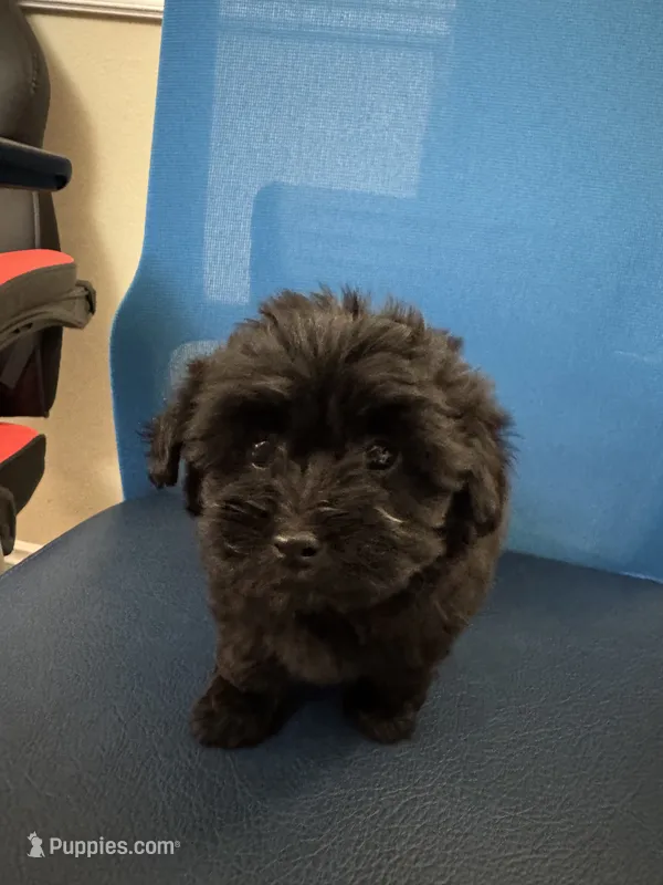 Kiko – Maltipoo puppy for sale in Auburn, WA