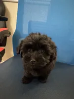 Kiko, a male Maltipoo for sale in Auburn, WA – 1 of 5