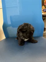 Blackie, a male Maltipoo for sale in Auburn, WA – 3 of 3