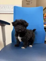 Toby, a female Maltipoo for sale in Auburn, WA – 4 of 4