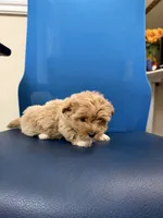 Brownie, a female Maltipoo for sale in Auburn, WA – 4 of 4