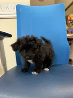 Blackie, a male Maltipoo for sale in Auburn, WA – 2 of 3