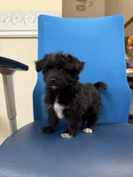 Toby, a female Maltipoo for sale in Auburn, WA – 3 of 4