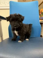 Blackie, a male Maltipoo for sale in Auburn, WA – 1 of 3