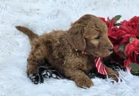 Hash, a male Miniature Goldendoodle for sale in Fishers, IN – Photo 3 of 4