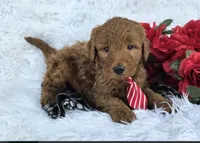 Hash, a male Miniature Goldendoodle for sale in Fishers, IN – Photo 4 of 4