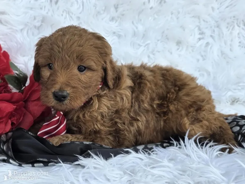 Hash – Miniature Goldendoodle puppy for sale in Fishers, IN