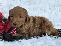 Hash, a male Miniature Goldendoodle for sale in Fishers, IN – Photo 1 of 4