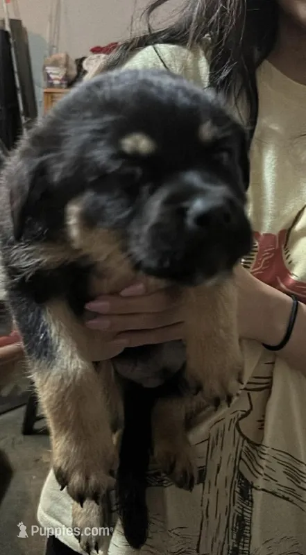 no name – Rottweiler puppy for sale in Tulsa, OK