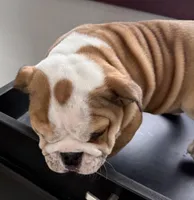 Gunther, a male American Bulldog for sale in Curtiss, WI – Photo 3 of 6