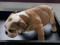 Gunther, a male American Bulldog for sale in Curtiss, WI – Photo 2 of 6