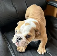 Gunther, a male American Bulldog for sale in Curtiss, WI – Photo 5 of 6