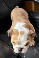 Gunther, a male American Bulldog for sale in Curtiss, WI – Photo 4 of 6