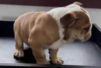 Gunther, a male American Bulldog for sale in Curtiss, WI – Photo 1 of 6