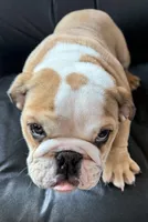 Gunther, a male American Bulldog for sale in Curtiss, WI – Photo 6 of 6