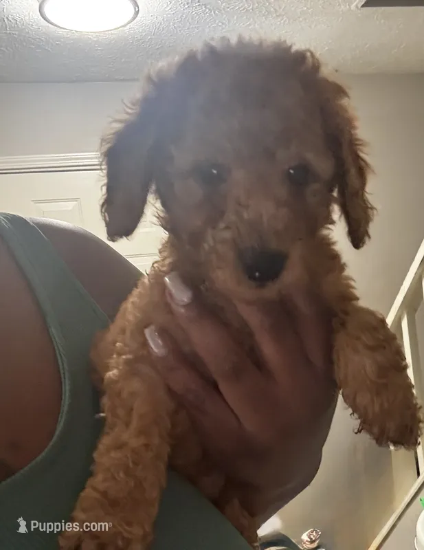 Bentley, a male Poodle - Miniature  for sale in Marietta, GA – 1 of 2