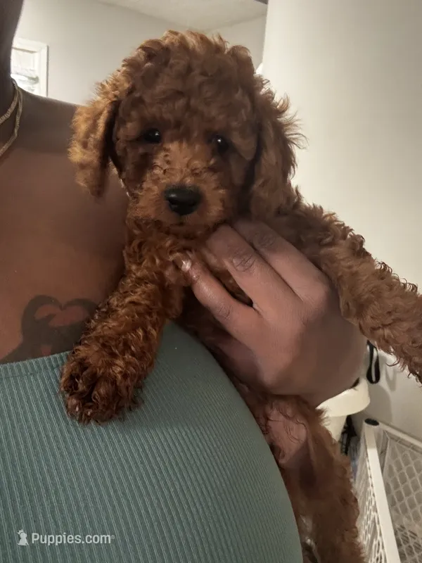 Teddy – Poodle - Miniature  puppy for sale in Marietta, GA