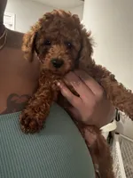 Teddy, a male Poodle - Miniature  for sale in Marietta, GA – 1 of 2