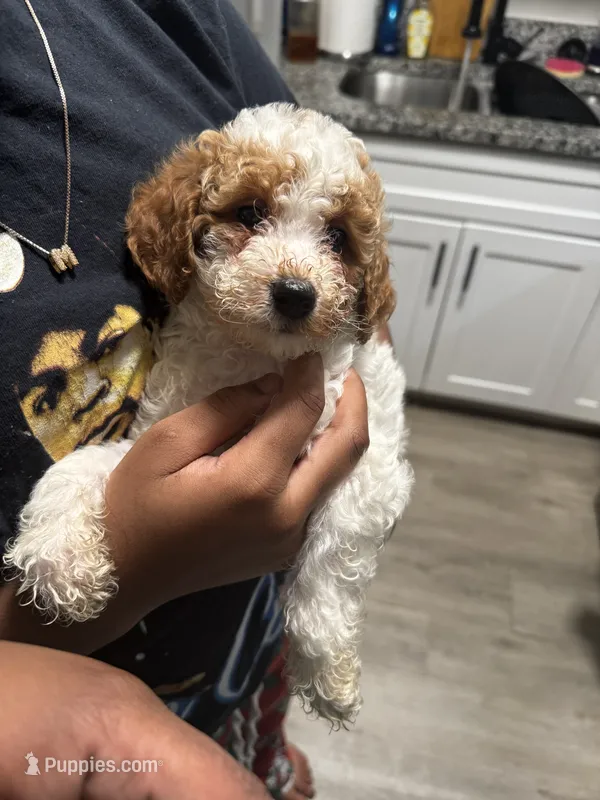 Bear – Poodle - Miniature  puppy for sale in Marietta, GA