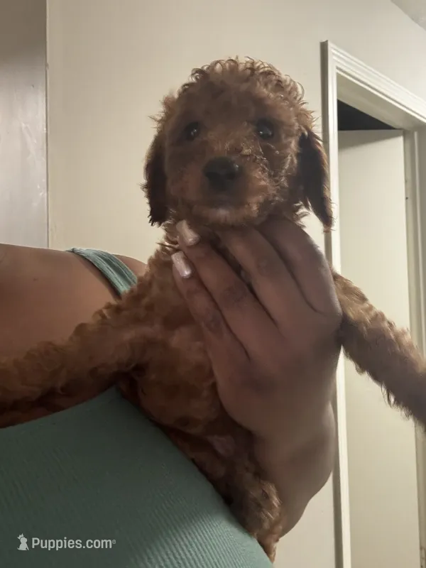 Milo – Poodle - Miniature  puppy for sale in Marietta, GA
